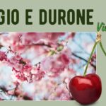 Ciliegio e durone