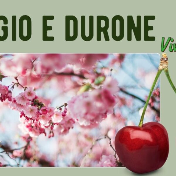Ciliegio e durone