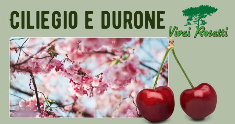 Ciliegio e durone