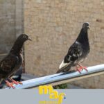 Le migliori soluzioni di allontanamento piccioni su tetti e balconi a La Spezia da MAF Lattonerie