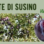 Piante di Susino