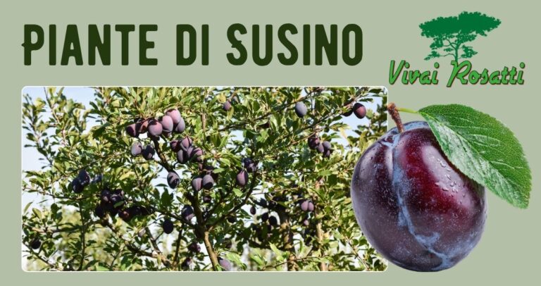 Piante di Susino
