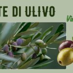 Piante di Ulivo