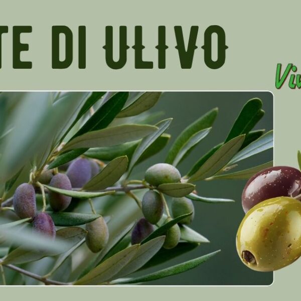Piante di Ulivo