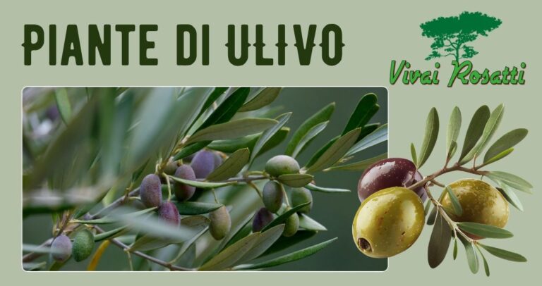 Piante di Ulivo