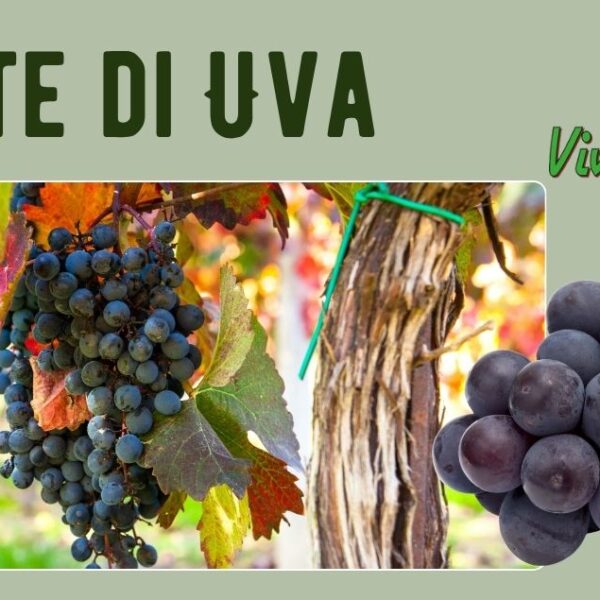 Piante di Uva