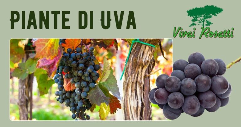 Piante di Uva