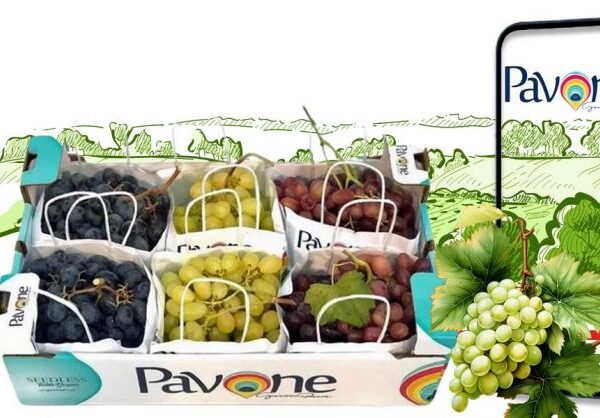 Specialisti nella produzione di uva da tavola di alto pregio in Italia Pavone Srl